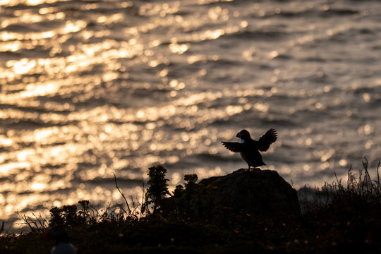 Atlantic puffin, fratercula arctica, looking out to sea at sunset
