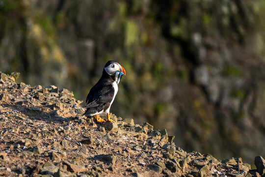 Atlantic puffin, fratercula arctica, with a beak full of sand eels looking out over a cliff ledge at sunset