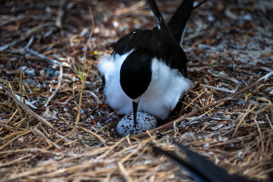 A scooty tern tending its egg in the nest