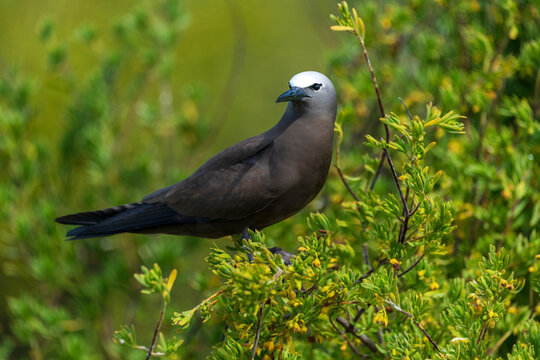 Portrait of a brown noddy on green bushes