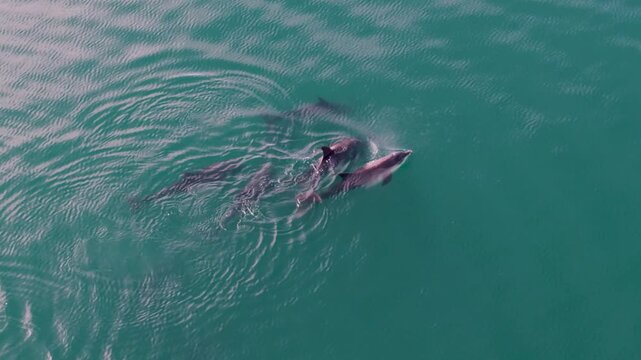 Dolphins swim and play in the Sea of Cortez while a mother feeds her baby in Baja California Sur Mexico
