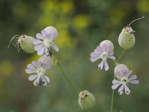 White Silene Flowers in a Meadow