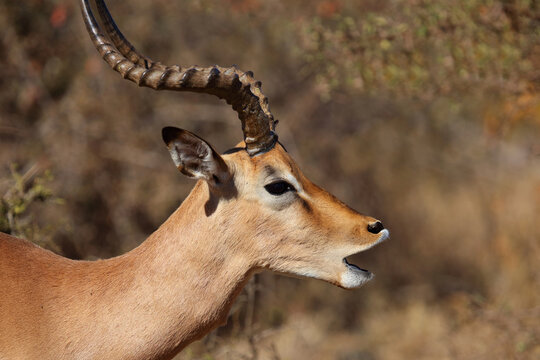 Schwarzfersenantilope / Impala / Aepyceros melampus