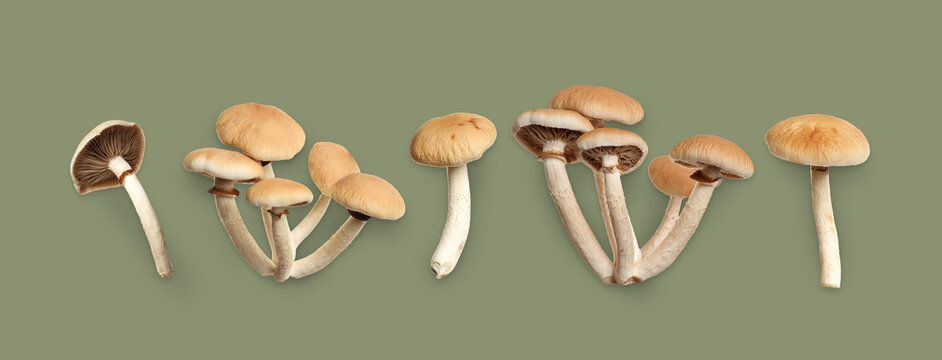 Fresh wild pioppini mushrooms on grey background, banner design