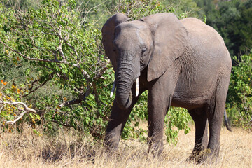 Fototapeta premium Afrikanischer Elefant / African elephant / Loxodonta africana
