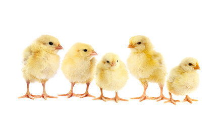 Naklejka premium Cute fluffy chicks on white background. Baby animals