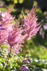 Fototapeta premium Ornamental Astilbe plant blooming with soft pink plumes in a shaded garden environment.