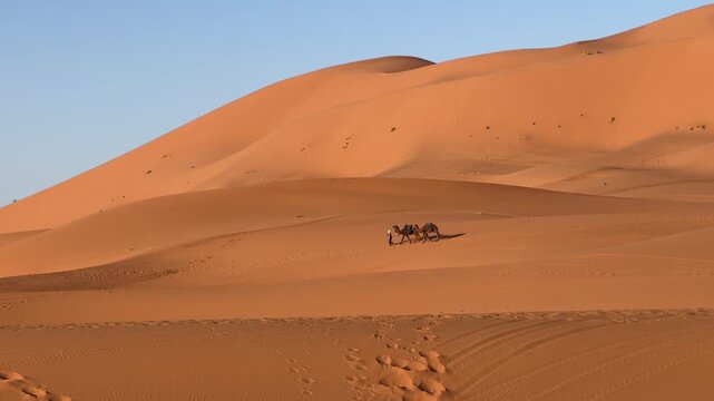 Tiny camel caravan crossing vast Sahara dunes beneath golden evening light