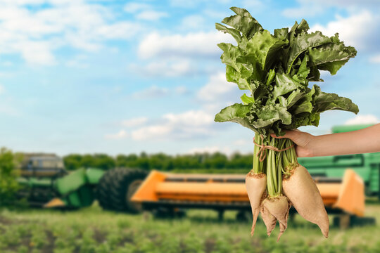 Farmer holding ripe sugar beets in agricultural field with machinery, closeup. Root vegetables