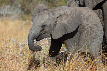 Fototapeta premium Afrikanischer Elefant / African elephant / Loxodonta africana