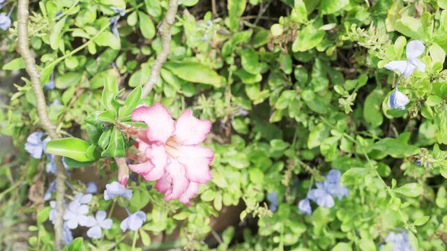 pink flower in garden