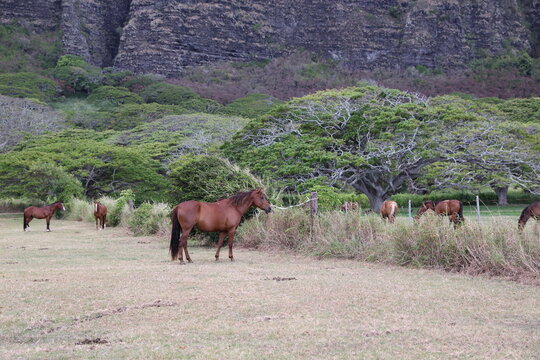 free range horses