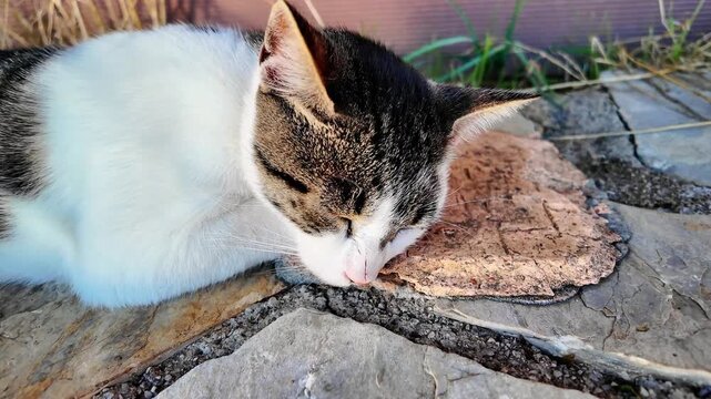 Stray tabby cat sleeping peacefully on flat stone pavement in sunny outdoor setting in antalya.
