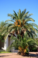 Fototapeta premium Mature date palms, Phoenix dactylifera, display large orange fruit clusters beneath sweeping green fronds, rising above roadside gravel landscaping in a bright, clear Phoenix, Arizona late spring sett