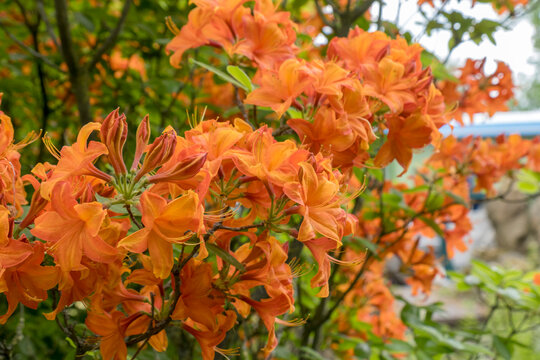 Orangefarbene Bl&uuml;ten der Azalee (Azalea)