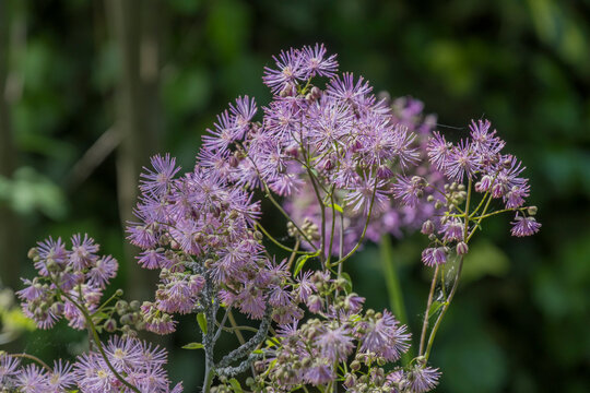 Akeleibl&auml;ttrige Wiesenraute (Thalictrum aquilegiifolium) mit Befall von Blattl&auml;usen