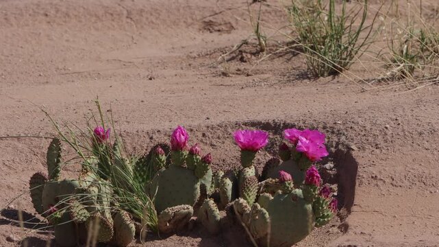 Beavertail cactus, part of the of prickly pear family, raises deep pink blooms in the desert at Goblin Valley in Utah
