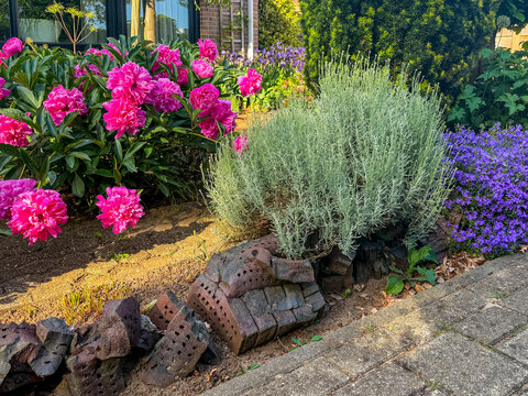 Flowering front garden. Pink peonies, silver cotton lavender and purple campanula in a decorative residential garden. Reclaimed facing bricks used as a rustic garden border