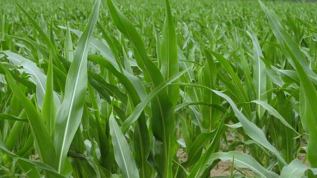 Rural Countryside Landscape With Growing Cornfield. Cornfield With Corn Stalks, Leaves and Tassels Waving in Breeze. Agriculture Agribusiness. Green Leaves Corn of Plants in Field Sky With Clouds.