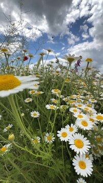 Wild chamomile meadow in full bloom during springtime