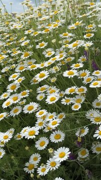 Overcast Sky and Wildflower Field with Daisies, Portrait View
