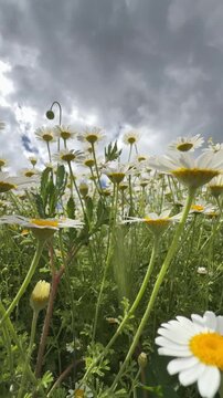 Vertical Composition of a Wildflower Meadow with White Daisies