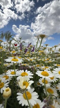 Beautiful summer landscape with white daisies and fluffy clouds