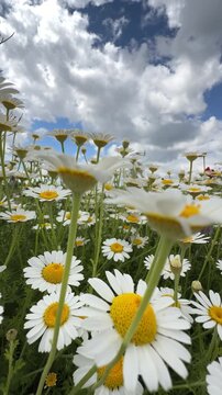 Spring meadow full of wild chamomile flowers and tall red poppies