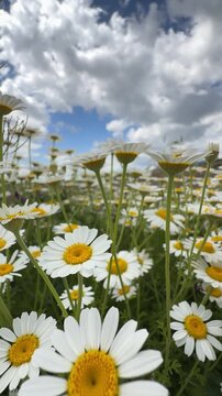 Field of blooming white daisies with red poppies against a cloudy blue sky