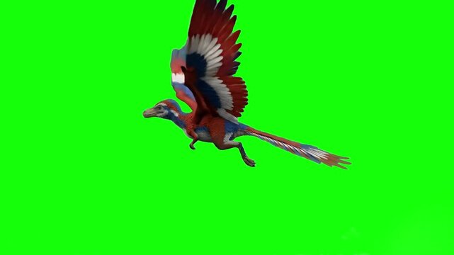 A realistic 3D animated model of a feathered prehistoric Archeopteryx dinosaur flying and flapping its vivid red, blue, and white wings in place. The ancient bird-like creature is isolated on a green 