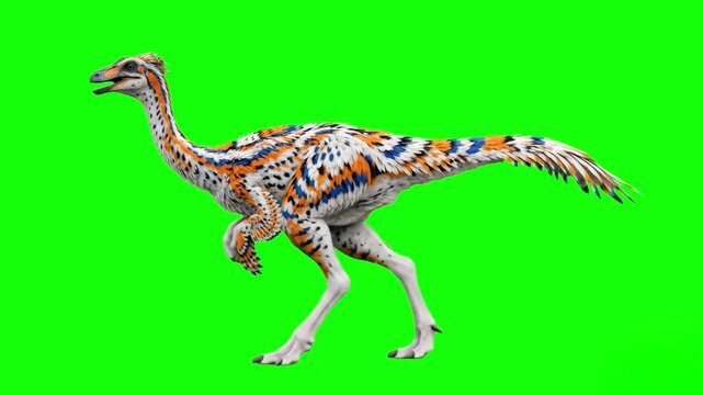 A bipedal gallimimus or ornithomimus dinosaur walking forward with an orange and blue patterned pattern. The 3D animation is isolated on a chroma key background for seamless integration into prehistor