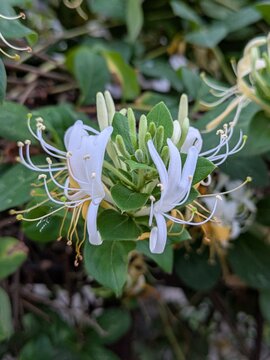 Lonicera Caprifolium" Images  Browse 859 Stock Photos, Vectors, and Video  | Adobe Stock