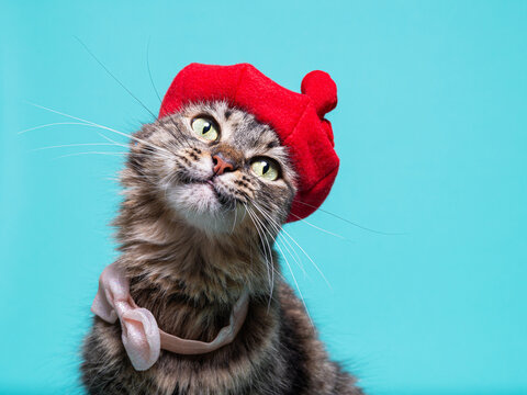 Cat Beret Images – Browse 2,896 Stock Photos, Vectors, and  display picture 3