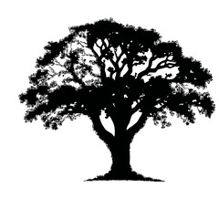 Fototapeta premium Majestic bare tree silhouette in high contrast black and white vector illustration