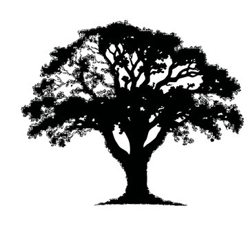 Majestic bare tree silhouette in high contrast black and white vector illustration