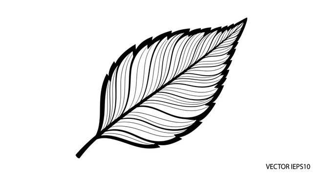 Stylized black and white vector illustration of a detailed leaf with intricate venation on a clean white background, nature graphic.