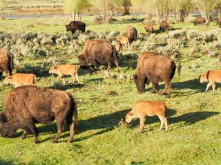 Fototapeta premium Bison in Yellowstone National Park