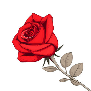 red rose on white background, rose gold vector, rose gold vector art, rose gold svg, rose gold design, rose gold background, rose gold texture, luxury rose gold, elegant rose gold, premium rose gold, 