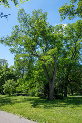 Fototapeta premium Borisova gradina (Boris Garden) in city of Sofia, Bulgaria