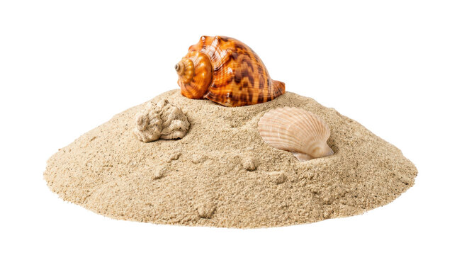 Beach Sand Pile with Seashells and Natural Coastal Elements