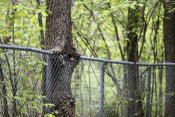 Fototapeta premium un arbre pousse au travers d'une clôture 
