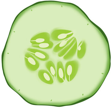Cucumber Slice Vector