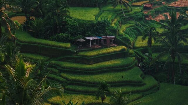 Stunning aerial perspective of lush emerald green rice terraces in a traditional rural countryside village, exotic travel concept