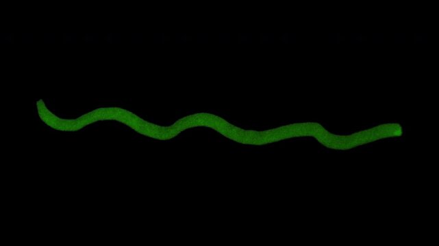 Wavy marker line accent with alpha channel for playful underlines, dividers, text decoration, lesson graphics, and explainer transitions.