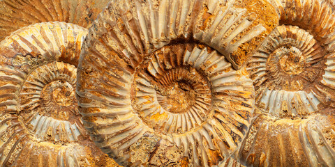 texture of multiple ammonite fossils forming a natural repeating pattern. marine life and geological formations ,paleontology, geology, fossils, evolution and ancient ecosystems  © Yuliya