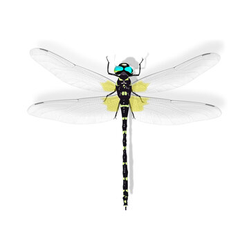 Anotogaster Sieboldii