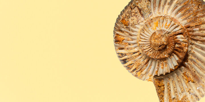 Ammonite fossil on beige background with copy space, prehistoric marine fossil texture. prehistoric spiral shells pattern
