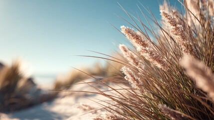 Obraz premium Whispers of the Coast: Pampas Grass Swaying in Gentle Breeze Near the Beach