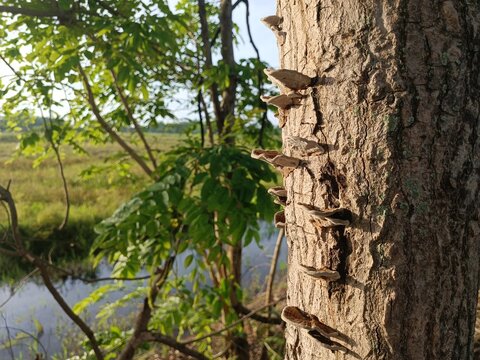 Wild mushrooms growing naturally on a tree trunk in a sunlit forest environment, showcasing organic textures, woodland biodiversity, ecological balance, and natural growth patterns in a peaceful outdo