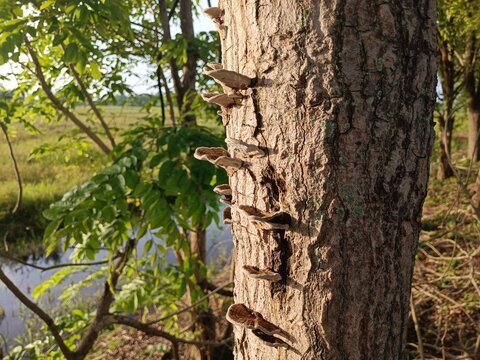 Wild mushrooms growing naturally on a tree trunk in a sunlit forest environment, showcasing organic textures, woodland biodiversity, ecological balance, and natural growth patterns in a peaceful outdo